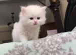 PURE BREED BRITISH SHORTHAIR KITTENS GIRL - British Shorthair Kitten For Sale - 