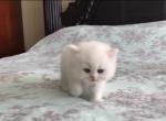 PURE BREED BRITISH SHORTHAIR KITTENS GIRL - British Shorthair Kitten For Sale - 