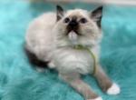 Green collar male2 - Ragdoll Kitten For Sale - 