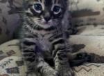 Lou the bengal - Bengal Kitten For Sale - Lawrence, MA, US