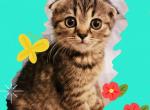 A litter of Scottish Folds & Straights - Scottish Fold Kitten For Sale - TX, US