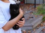 Leo - Domestic Kitten For Sale - Reading, PA, US