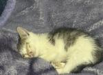 Katniss - Domestic Kitten For Adoption - NJ, US