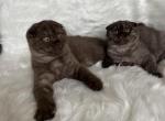 Brown or Cinnamon Scottish Fold kittens - Scottish Fold Kitten For Sale - Tacoma, WA, US