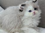 Uber Rare Blue Eyed Tortie Point British Longhair - British Shorthair Kitten For Sale - Cleveland, OH, US