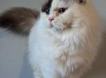 British Longhair Blue eyed boy - British Shorthair Cat For Sale/Retired Breeding - Cleveland, OH, US