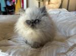 Handsome Persian kitten male - Persian Kitten For Sale - 