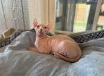 White Elf - Sphynx Kitten For Sale - 