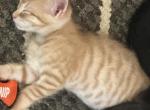 Clyde - Bengal Kitten For Sale - Concord, NH, US