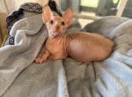 Bambino - Bambino Kitten For Sale - 