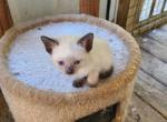 Thanksgiving Siamese kittens - Siamese Kitten For Sale - Garner, NC, US