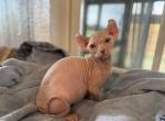 White elf sphynx - Sphynx Kitten For Sale - 