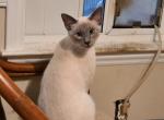 Teenage Siamese - Siamese Kitten For Sale - Garner, NC, US