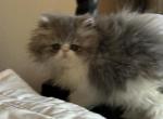 Persian gray and white female - Persian Kitten For Sale - 