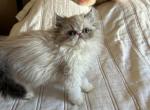 Persian silver point blue eyes female kitten - Persian Kitten For Sale - 