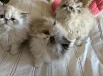 Persian silver point blue eyes kittens male female - Persian Kitten For Sale - 