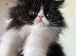 Black and white Persian kitten - Persian Kitten For Sale - MA, US