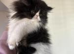 Black and white Persian kitten - Persian Kitten For Sale - 