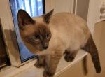 Teenage Siamese - Siamese Kitten For Sale - Garner, NC, US