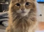 Fall and Winter - Maine Coon Kitten For Sale - Sioux Falls, SD, US