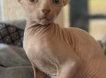 Sphynx female - Sphynx Kitten For Sale - Okeechobee, FL, US