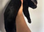 Black Hole - Bombay Kitten For Sale - Sterling Heights, MI, US