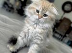 SCOTTISH FOLD - Scottish Fold Kitten For Sale - Orlando, FL, US