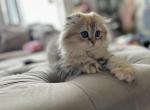 Girl  SCOTTISH FOLD - Scottish Fold Kitten For Sale - Orlando, FL, US