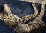 Oliver - Domestic Kitten For Sale - Cypress, TX, US