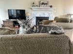 Lunas Litter - Maine Coon Kitten For Sale - Charlotte, NC, US