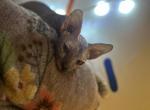 Patchy1 - Sphynx Kitten For Sale - 