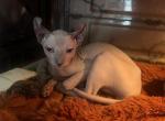 Curly - Sphynx Kitten For Sale - 