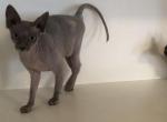 Vasha  Luna X Santiago - Sphynx Kitten For Sale - Andover, CT, US