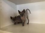 Sonia  Luna X Santiago - Sphynx Kitten For Sale - Andover, CT, US