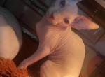 Tiny - Sphynx Kitten For Sale - 