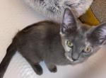 Isis - Russian Blue Kitten For Sale - Silver Spring, MD, US