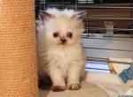 Himalayan Registered Doll Face Kittens - Himalayan Kitten For Sale - Brandon, FL, US