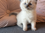 Oreo - Ragdoll Kitten For Sale - Frisco, TX, US