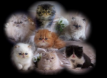 Sunshinezzz Himalayans & Persians - Persian Kitten For Sale - Middleborough, MA, US