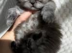 Scottish Straight Chocolate - Scottish Straight Kitten For Sale - 