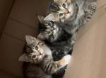 Tailless Manx kittens - Manx Cat For Sale - 