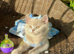 British Shorthair fawn - British Shorthair Kitten For Sale - Tampa, FL, US