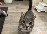 Stripes - Domestic Cat For Adoption - Middletown, PA, US