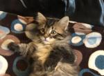 Fluffy Manx kitten - Manx Kitten For Sale - 