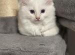 Whitey - Ragdoll Kitten For Sale - Ocoee, FL, US