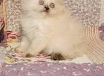 Doll face White Persian - Persian Kitten For Sale - Brandon, FL, US