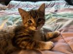 Tailess Polydactyl girl - Manx Kitten For Sale - 