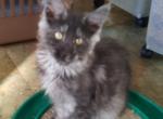 Twin Black Smoke Maine Girls - Maine Coon Kitten For Sale - 