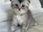 Mimi - Scottish Fold Kitten For Sale - 