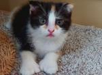 Sassy and Spicey - Polydactyl Kitten For Sale - Cayuga, IL, US